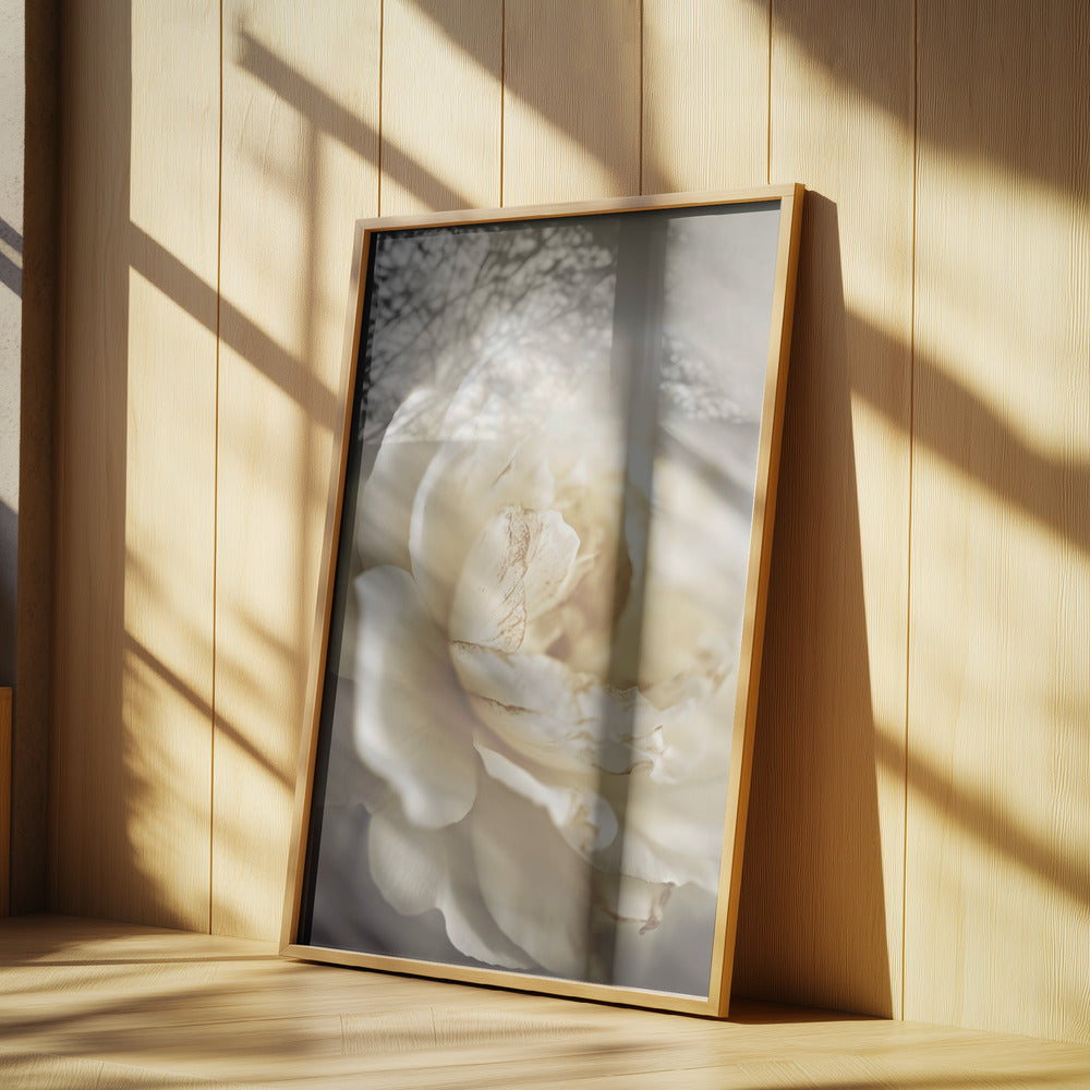Peonyinsoftlight | Poster
