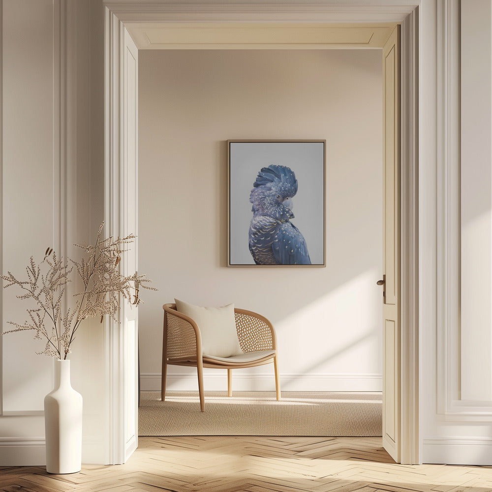 Svart kakadua | Poster