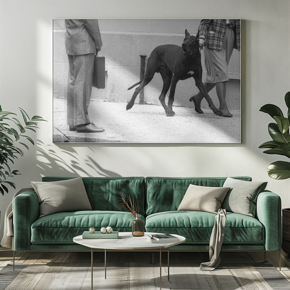 Deutsche Dogge Bodyguard (aus der Serie „Boy meets girl“) | Leinwand-Bilder