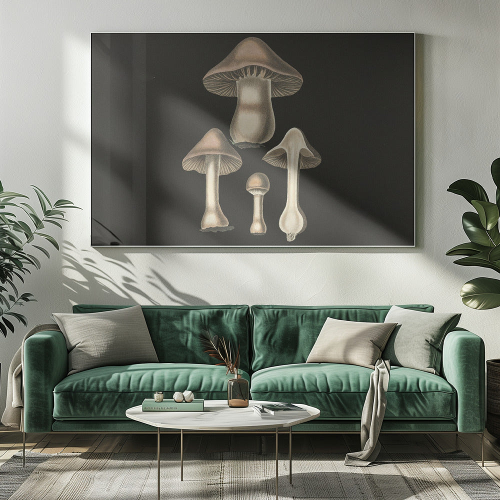 Agaricus Bulbosus Fondo Oscuro | Impresiones en Lienzo