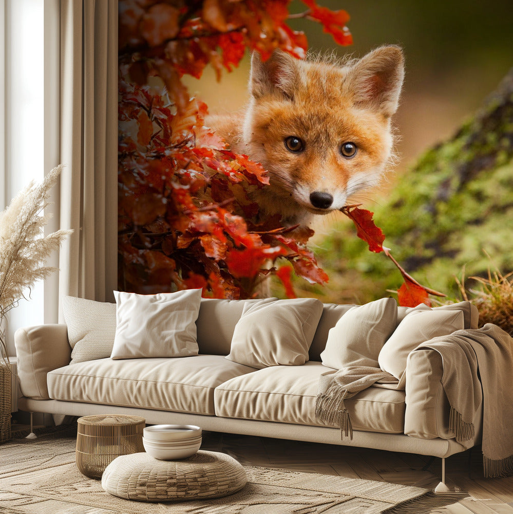 Fox | Wallpaper