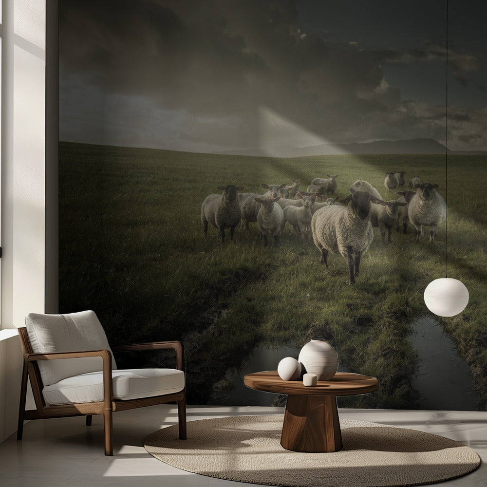 Sheep | Wallpaper