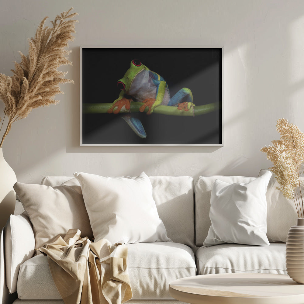 Curiosidad | Posters - Impresiones de Arte