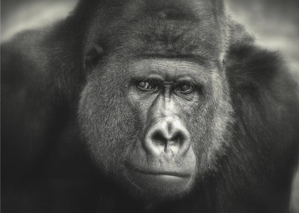 LILLE SMIL .... | Fototapeter