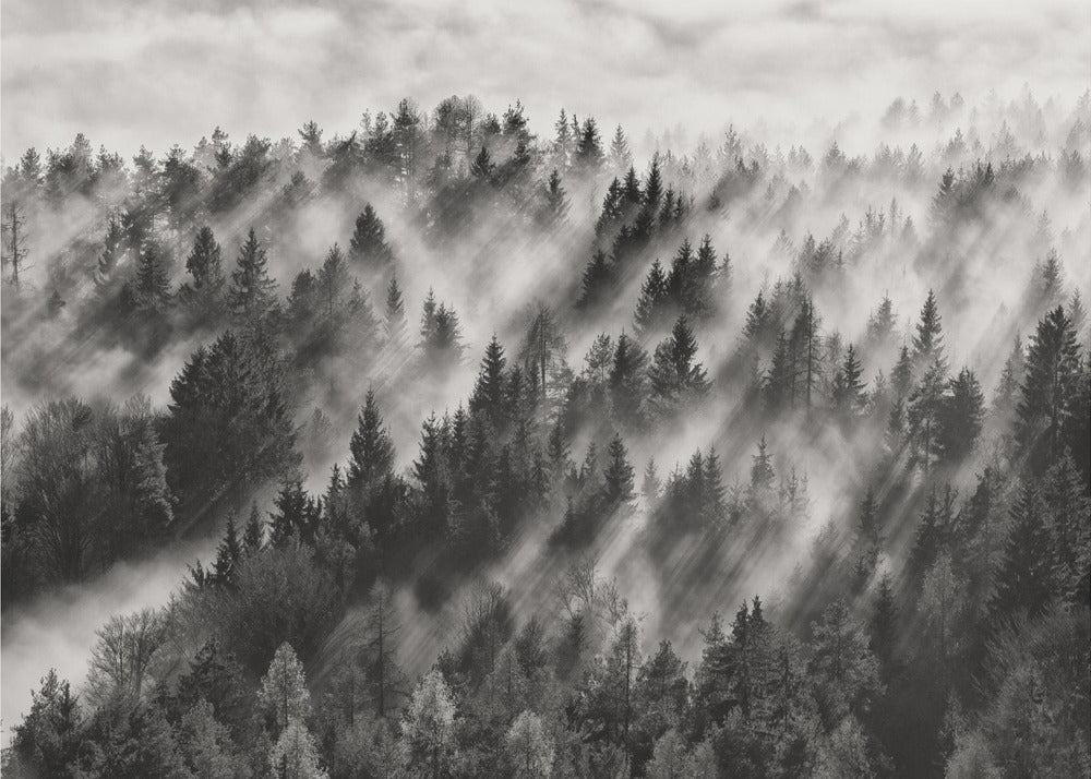 Sundance No.1 | Papel Pintado Fotográfico