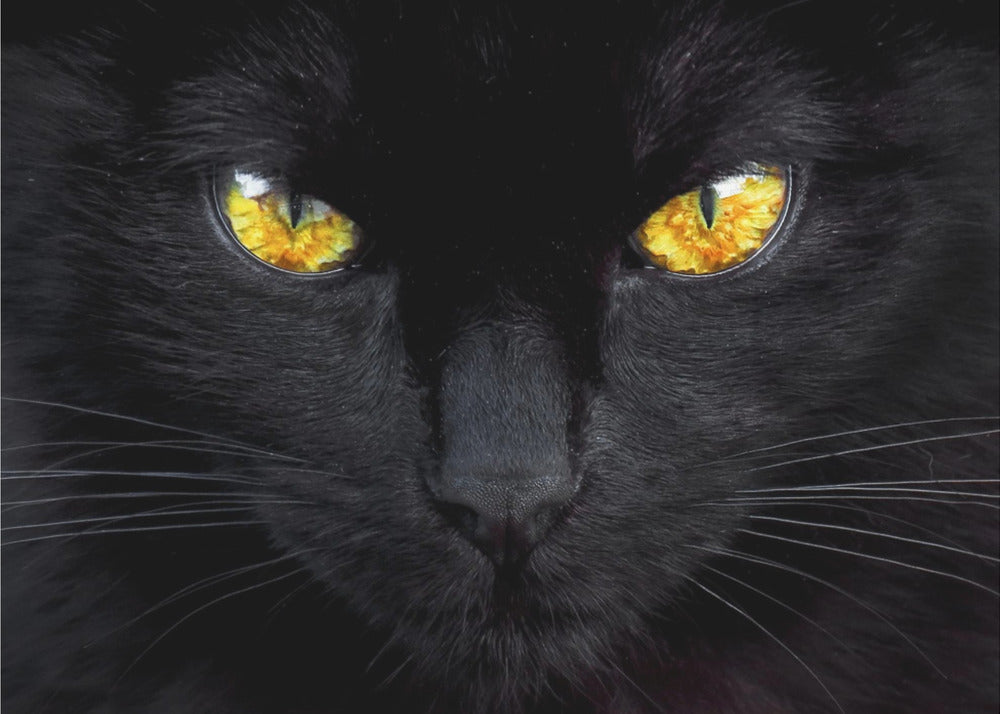 Nattens hypnotisör | Poster