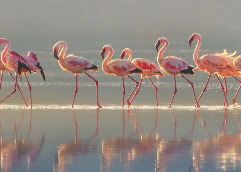 Flamingo | Poster - Kunstdruck