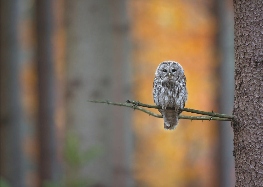 Chouette hulotte | Papier Peint Photo
