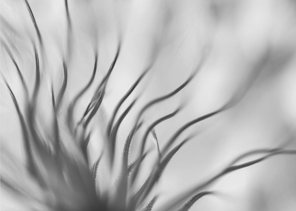 Sin título | Papel Pintado Fotográfico