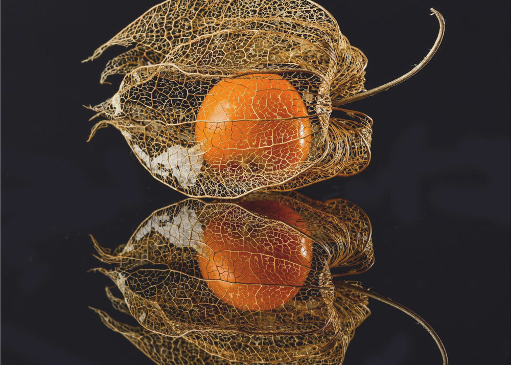 Physalis | Papier Peint Photo
