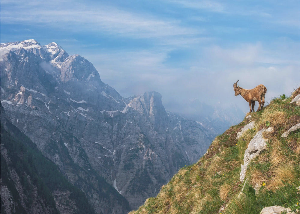Alpensteinbock im Gebirge | Fototapeten