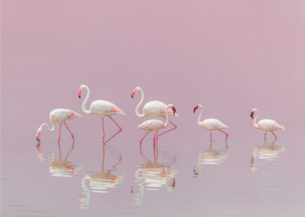 Flamingi | Fototapeta