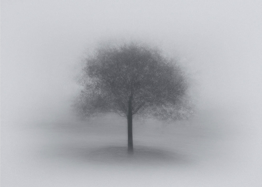 Tree in Fog | Canvas
