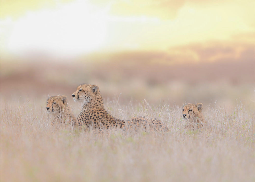 Famille de guépards | Papier Peint Photo