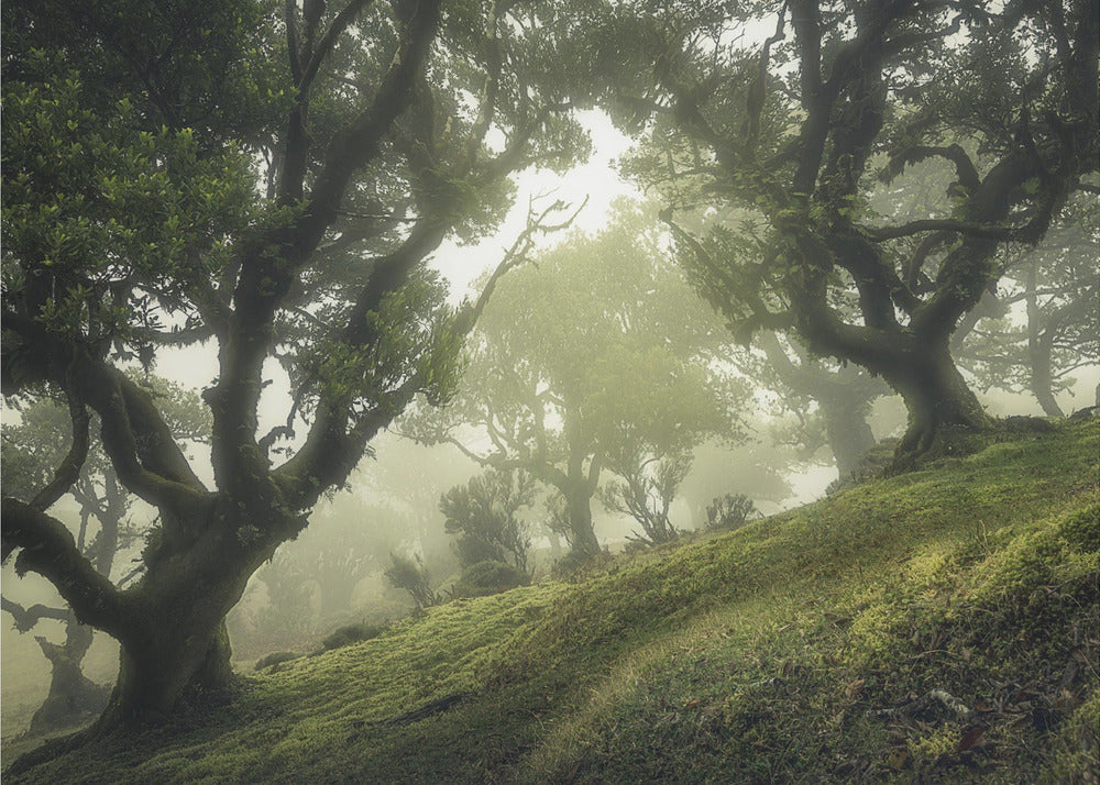 Foresta Incantata | Carta da Parati Fotografica