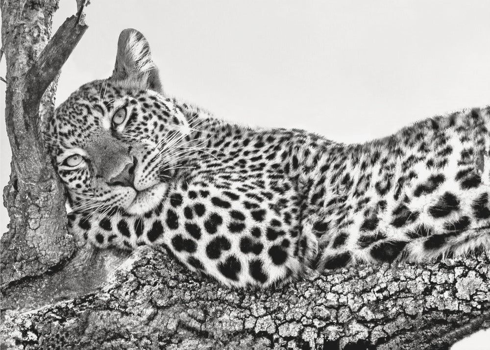 Il est temps de se reposer | Tableaux sur Toile
