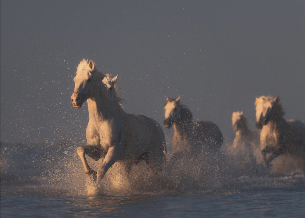 hester i solnedgangslys | Fototapet