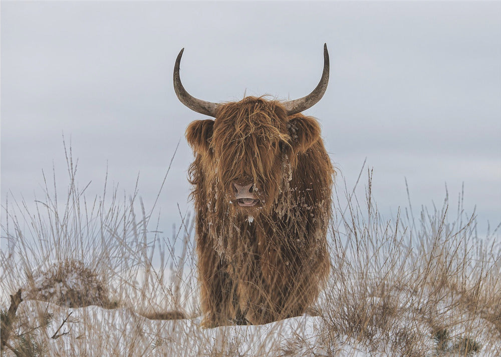 Highlander dans la neige | Posters - Affiche Artistique