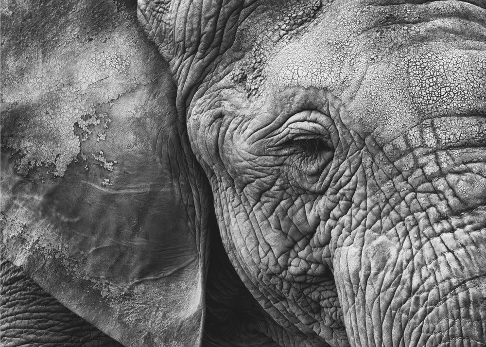 Elephant skin | Canvas