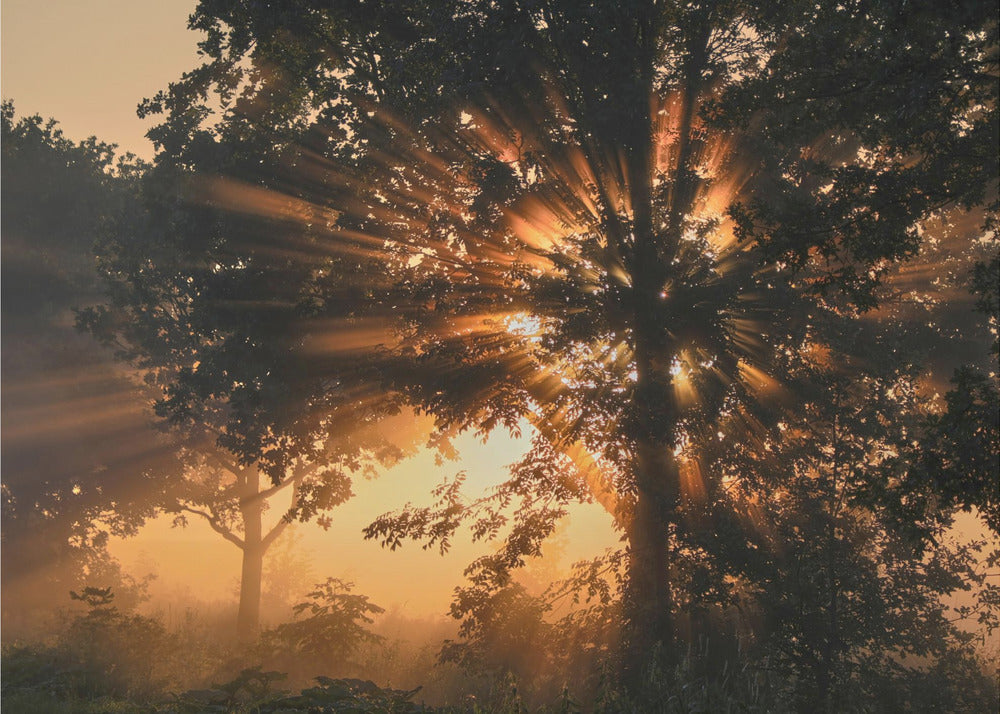 Arbre en feu | Papier Peint Photo