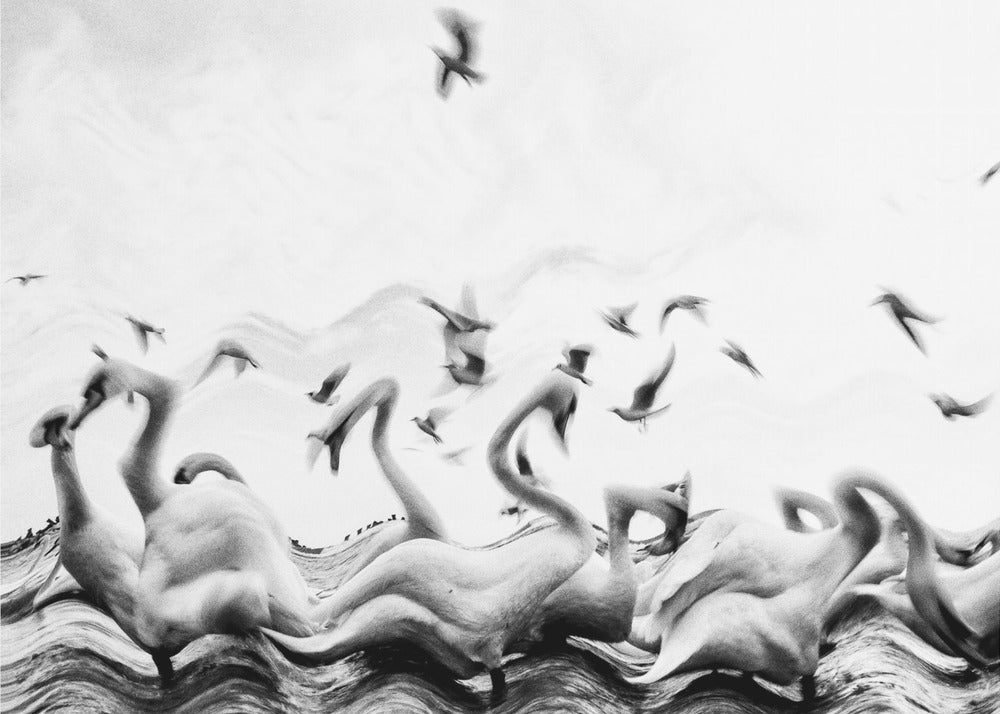 Vagues de cygnes | Tableaux sur Toile