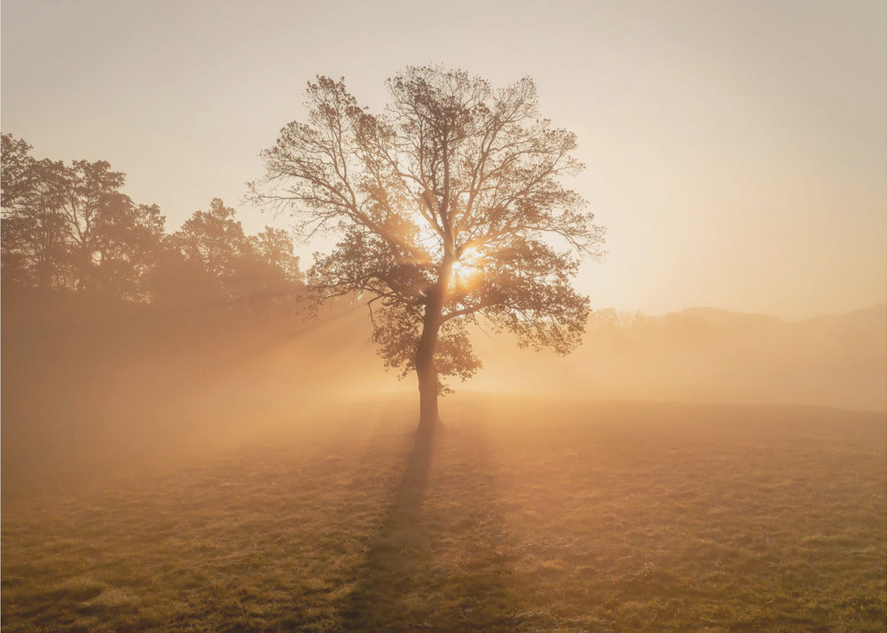 Arbre solitaire | Papier Peint Photo