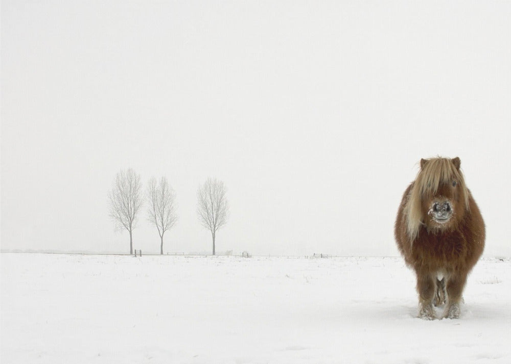Le poney froid | Posters - Affiche Artistique