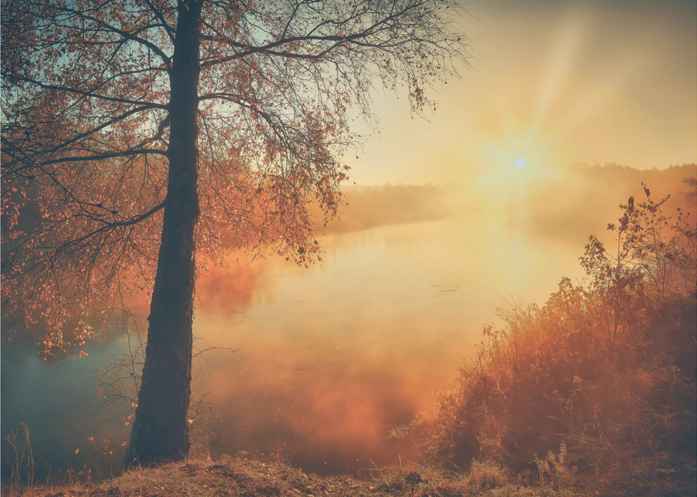 L'or de l'automne | Papier Peint Photo