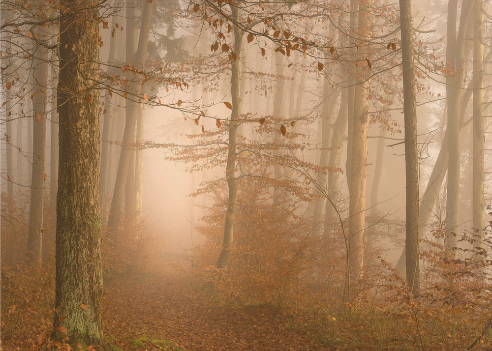 Une année s'est écoulée | Papier Peint Photo