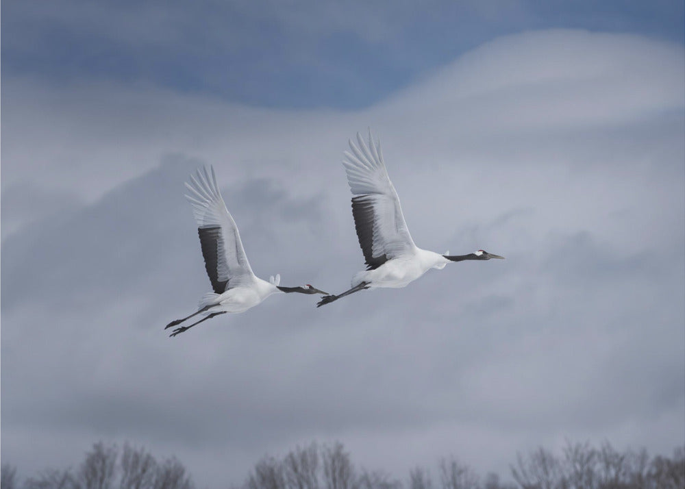 Sandhill en action | Papier Peint Photo