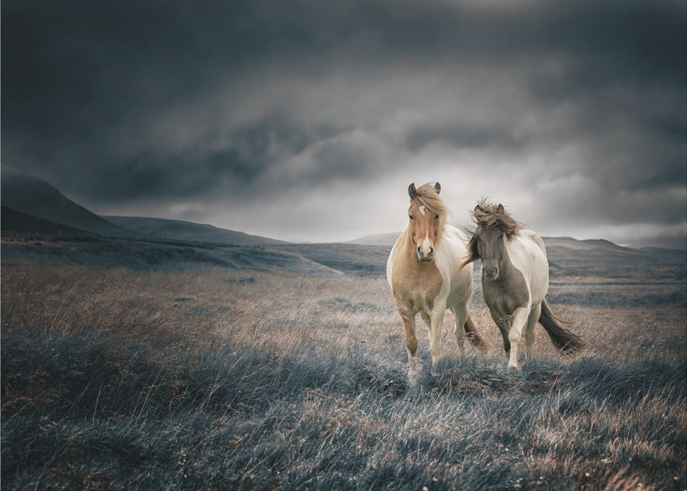 The brothers | Canvas