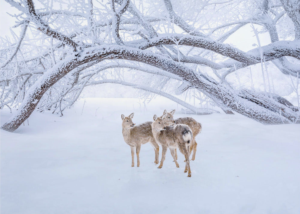 Hirschspaziergang im Schnee | Leinwand-Bilder
