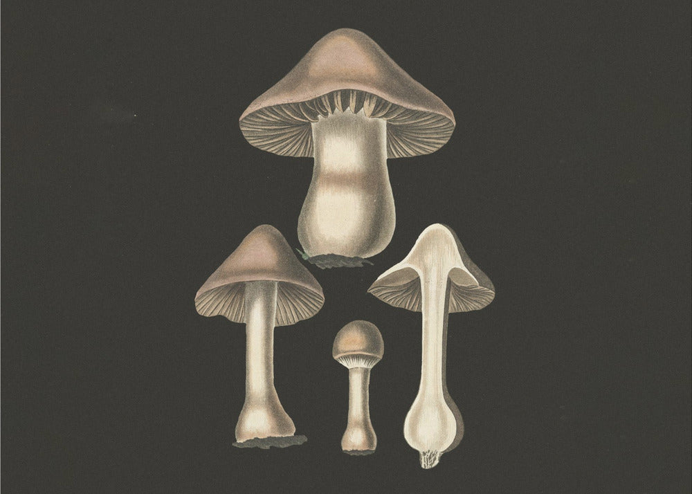Agaricus Bulbosus Fondo Oscuro | Impresiones en Lienzo