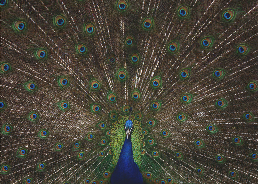 Paon indien | Papier Peint Photo