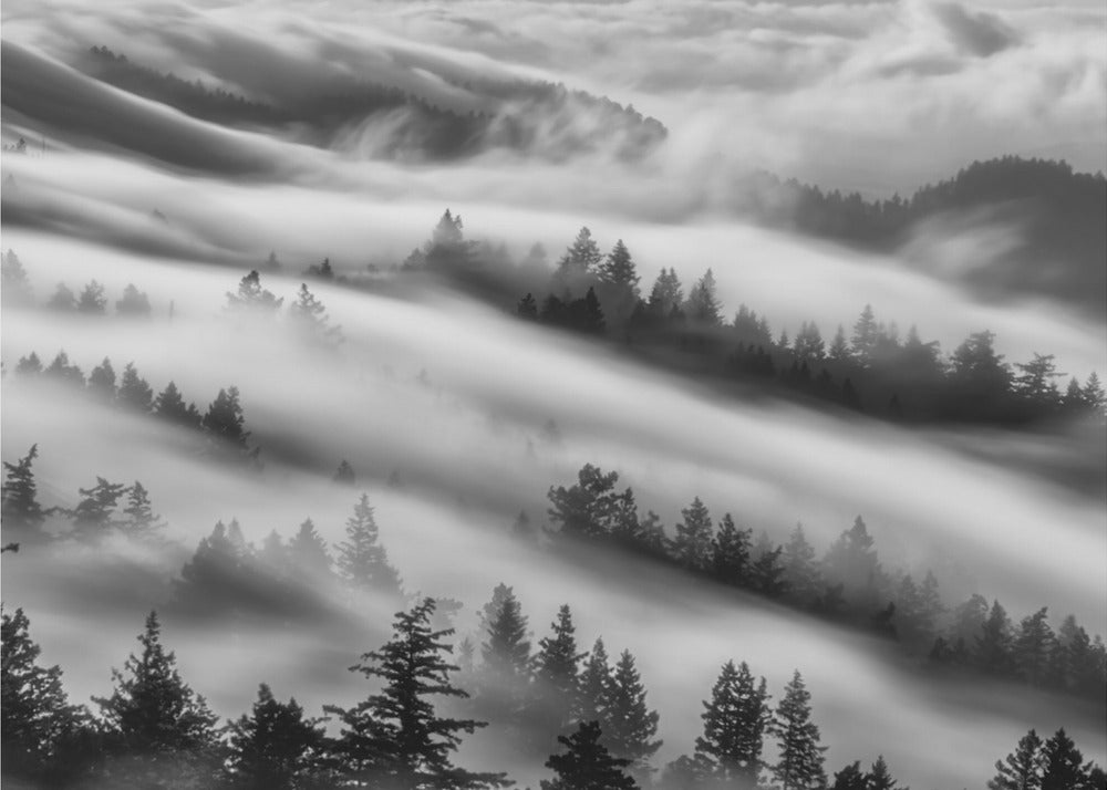 Forêts | Papier Peint Photo