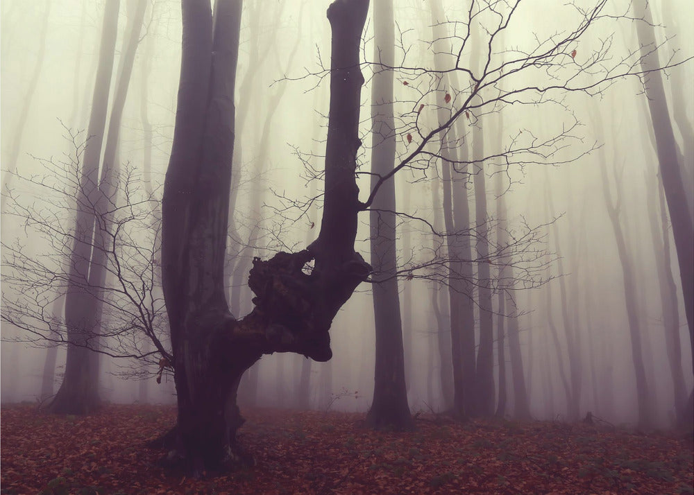 Le monstre | Papier Peint Photo