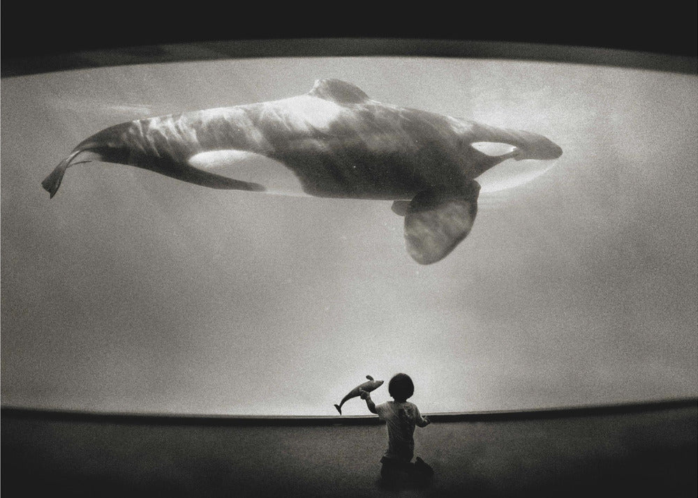 Nel dominio dell'Orca | Stampe su Tela