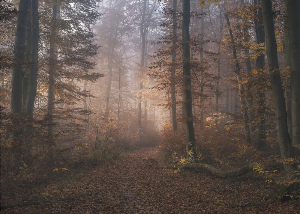 Symphonie de novembre | Papier Peint Photo