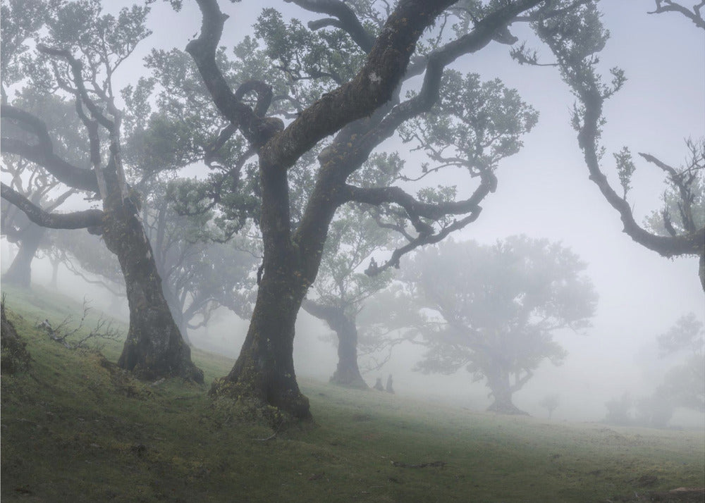 Niebla de la mañana | Papel Pintado Fotográfico