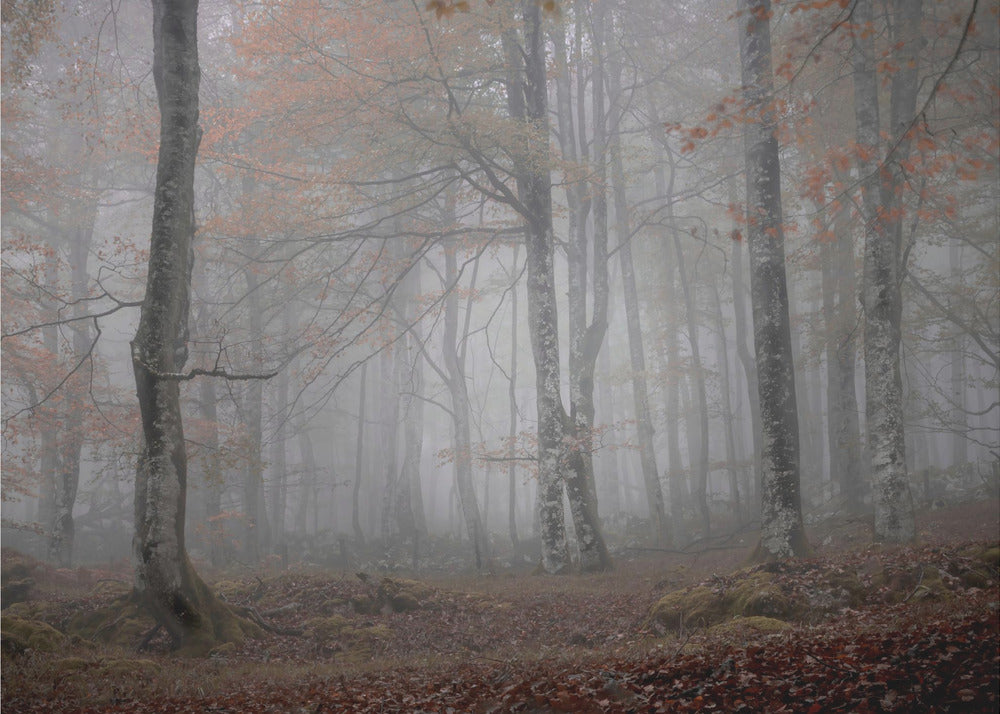 Brouillard et forêt | Papier Peint Photo