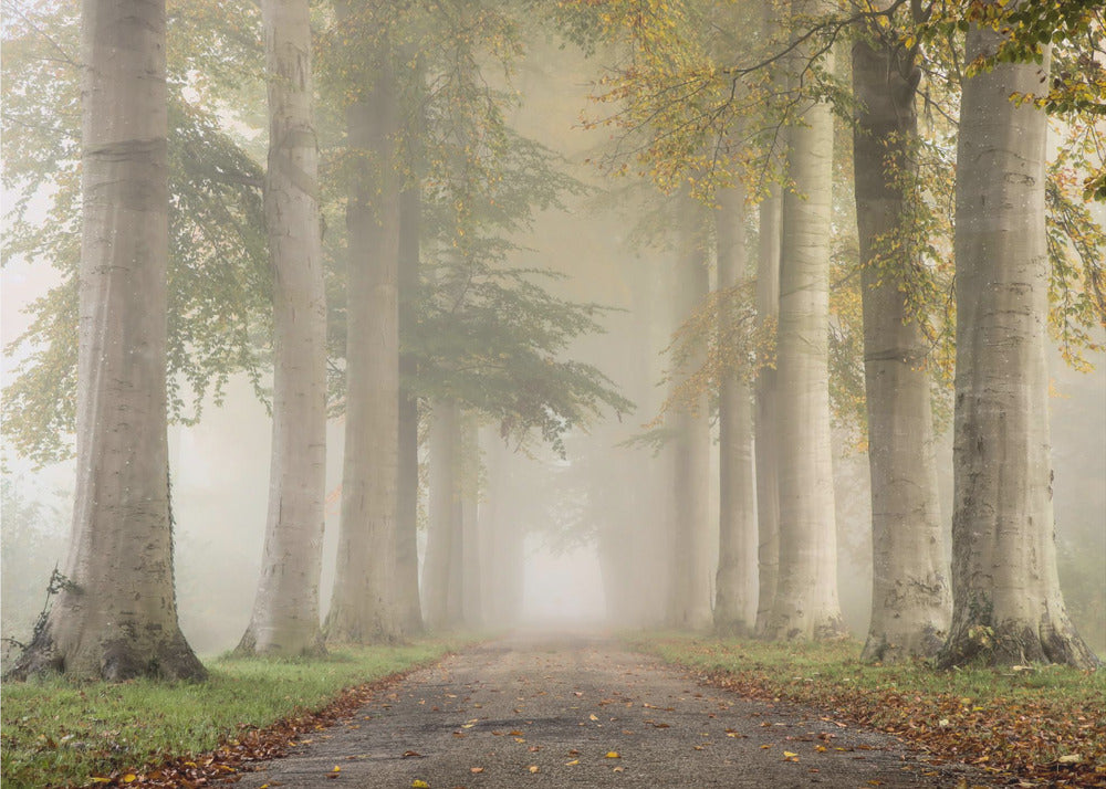 Hêtres dans le brouillard d'automne | Papier Peint Photo