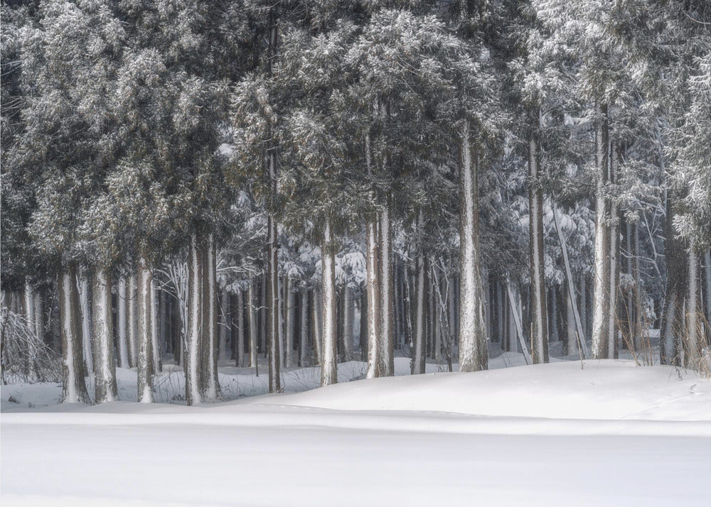 Une place dans un monde d'argent | Papier Peint Photo