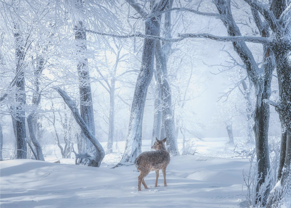 Sikahjorten i den snötäckta skogen | Canvas
