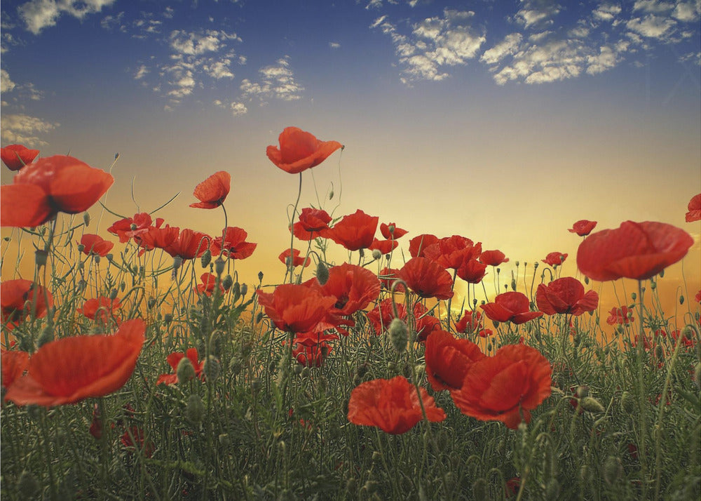 Mohnblumen | Poster - Kunstdruck