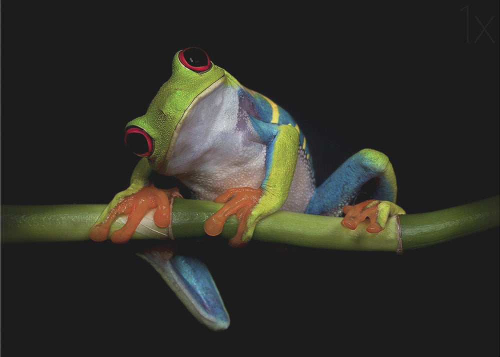 Curiosidad | Posters - Impresiones de Arte