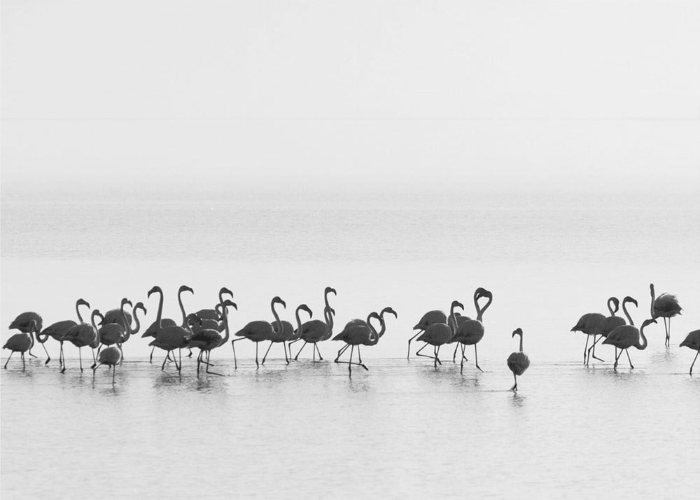 Flamingoja | Canvastaulut