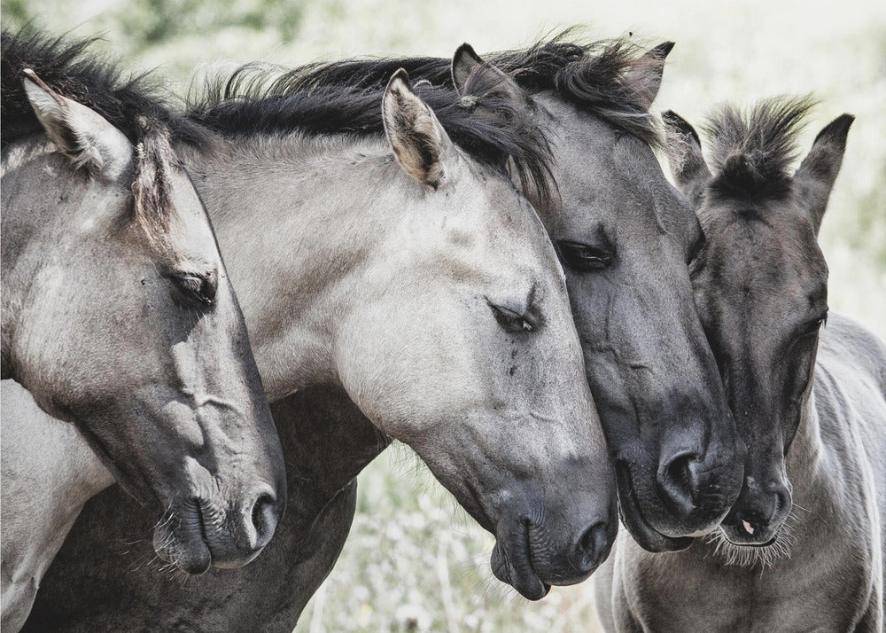 Cuatro caballos Konik | Posters - Impresiones de Arte