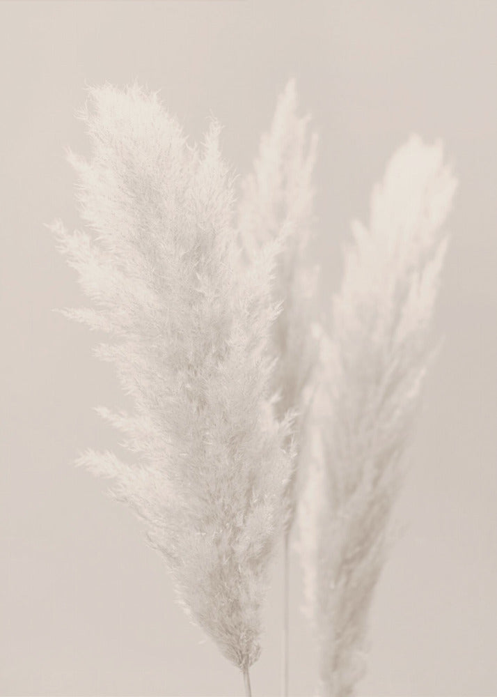 Pampasgräs_002 | Canvas