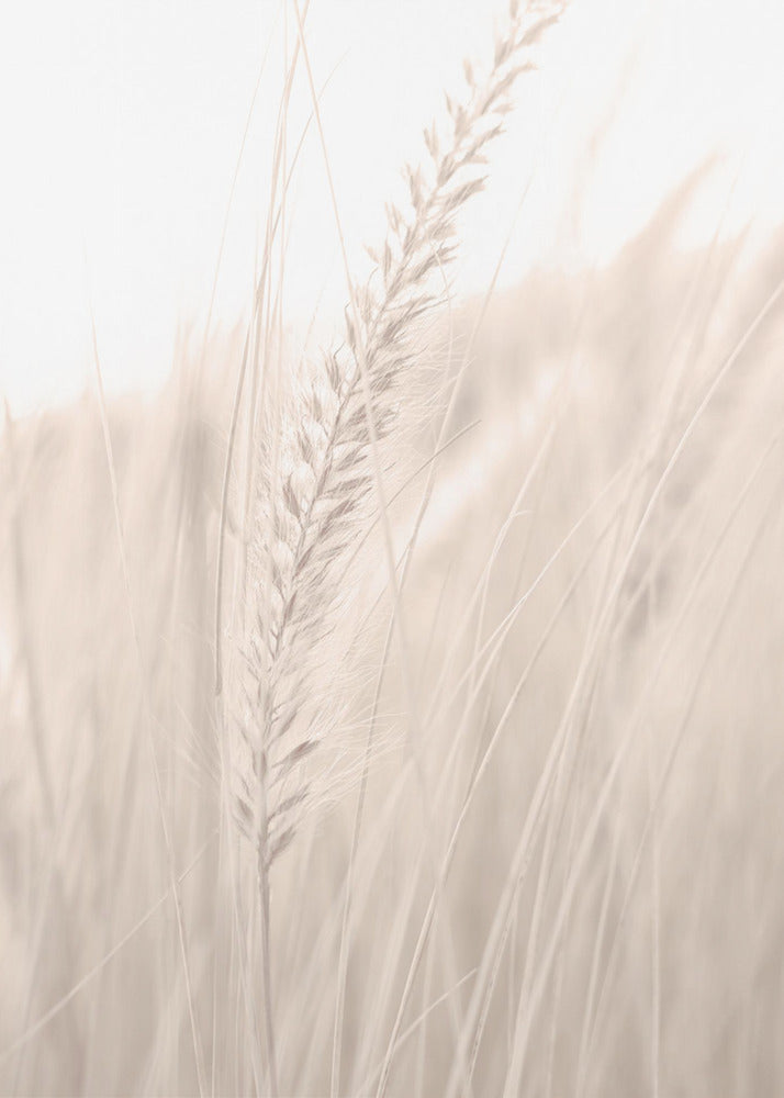 Herbe_001 | Tableaux sur Toile