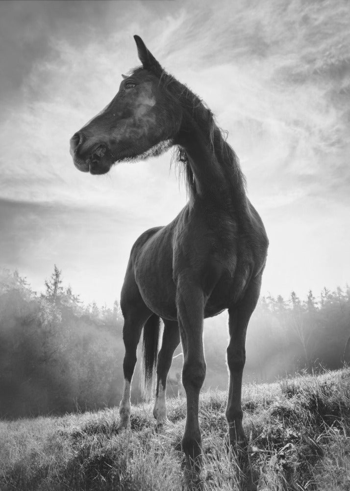 Baggrundsbelyst hest | Lærredsbilleder